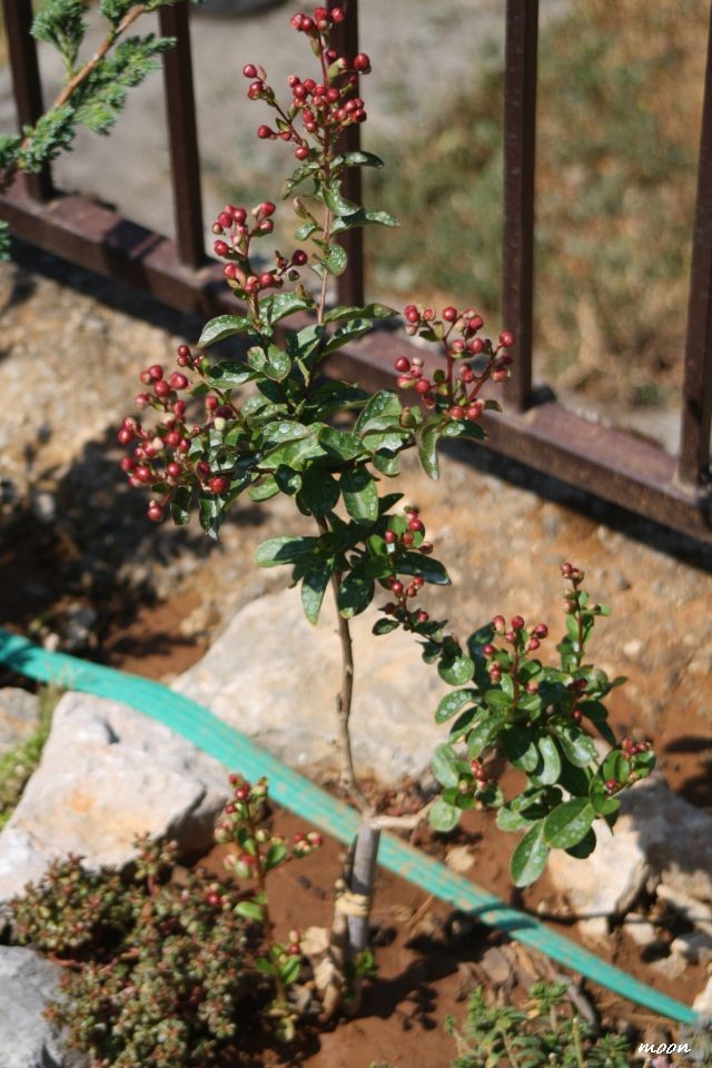 Lagerstroemia